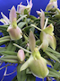 Epidendrum peperomia `Natural World', AM/AOS.